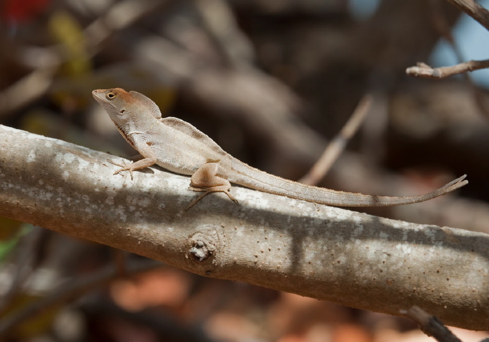 Anolis sagrei? Polychrotidae