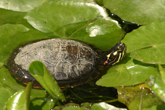 Chrysemys picta Emydidae