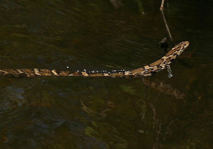 Lampropeltis triangulum triangulum Colubridae