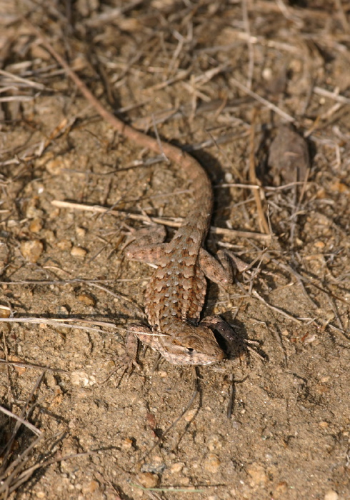 Uta stansburiana elegans Phrynosomatidae