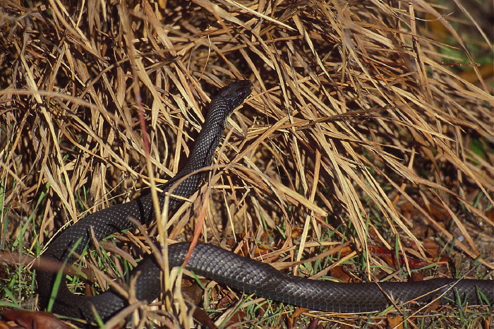 Coluber constrictor constrictor Colubridae