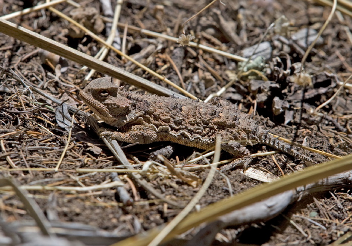 Phrynosoma hernandesi Phrynosomatidae