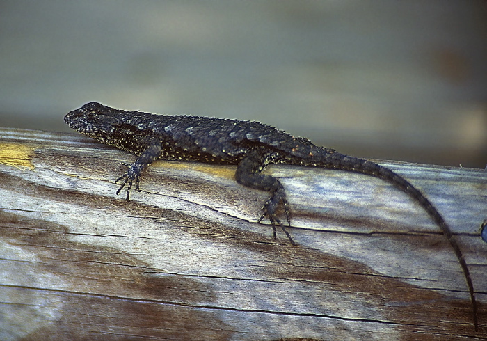 Sceloporus undulatus undulatus Phrynosomatidae