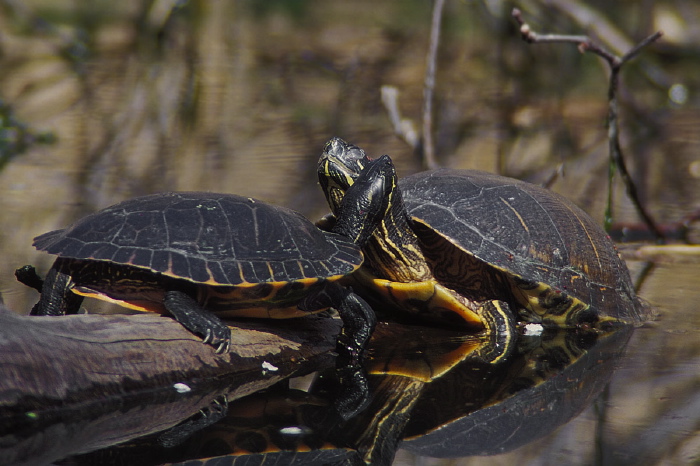 Trachemys scripta elegans Emydidae