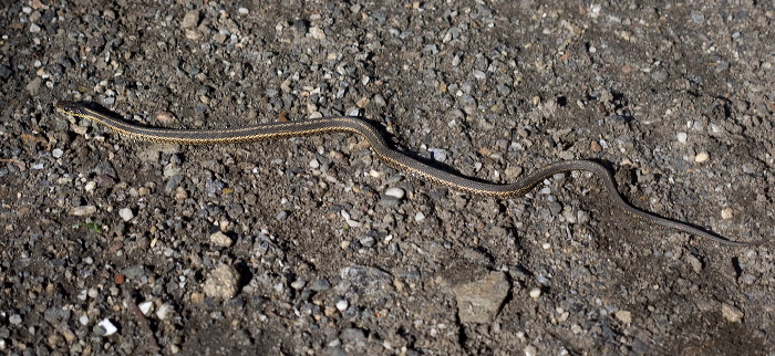 Thamnophis sirtalis Colubridae