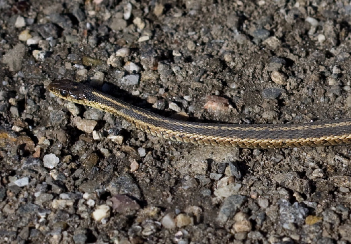 Thamnophis sirtalis Colubridae