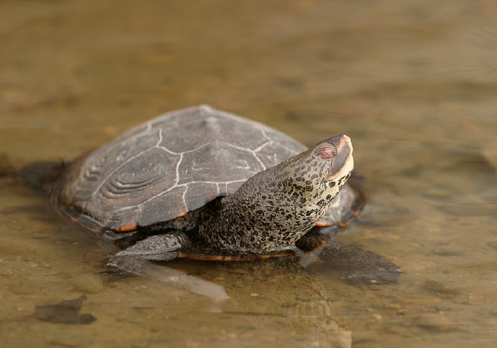 Malaclemys terrapin Emydidae