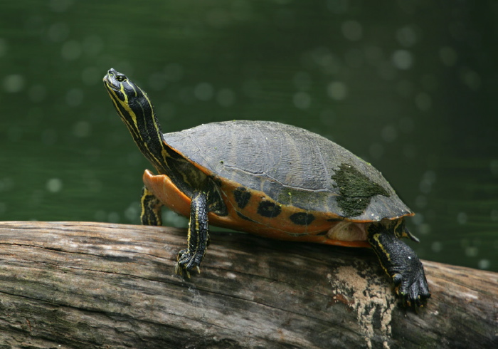 Pseudemys rubriventris Emydidae