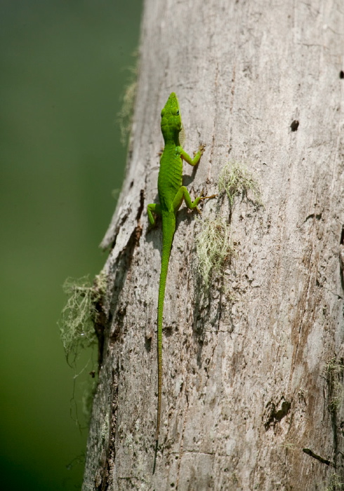 Anolis carolinensis Polychrotidae