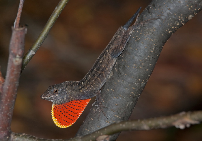 Anolis sagrei? Polychrotidae