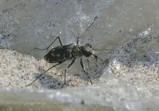 cicindela_repanda4839.jpg