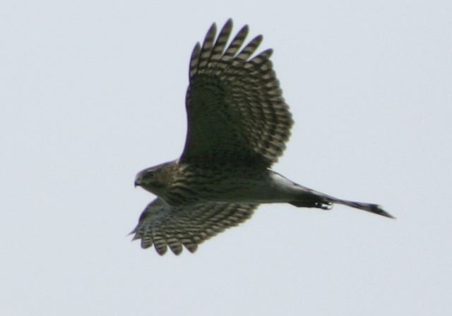 cooper_s_hawk5188.jpg