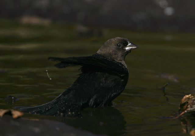 cowbird5407.jpg