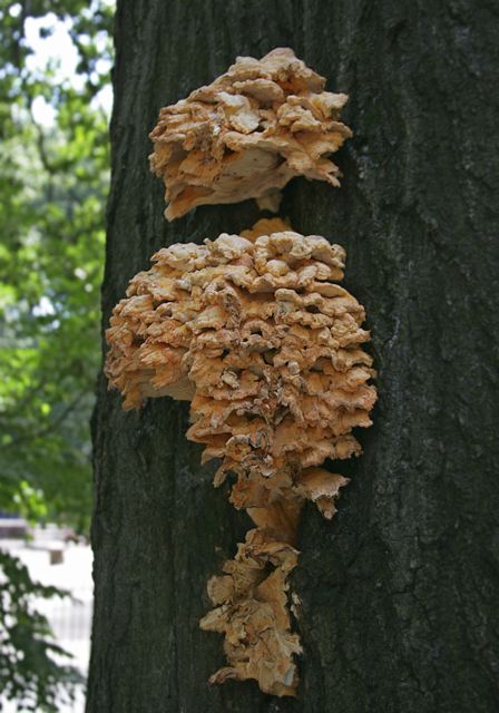 fungus4804.jpg