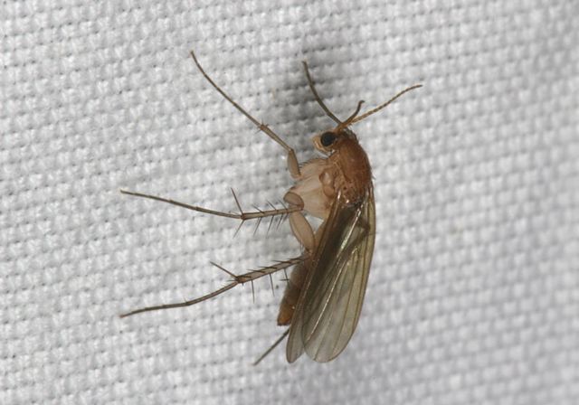 fungus_gnat5094.jpg