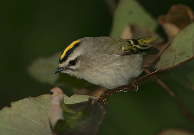 golden-crowned_kinglet5254.jpg