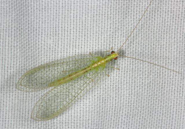 green_lacewing5097.jpg