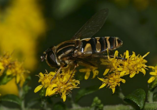 helophilus_fasciatus__4a159.jpg