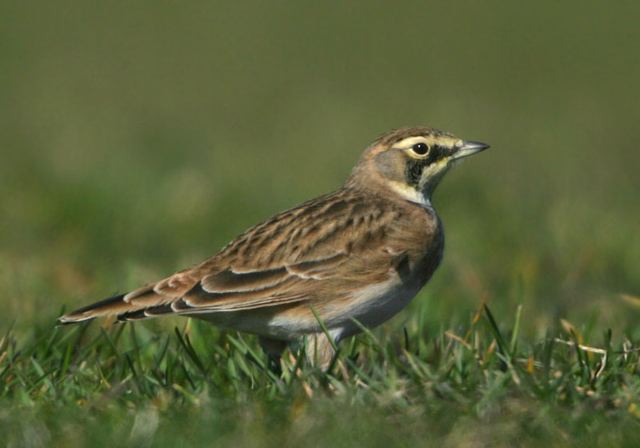 horned_lark5471.jpg