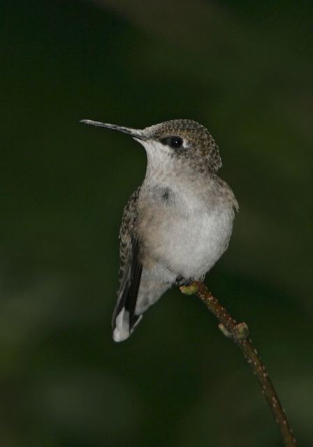 hummingbird5060.jpg