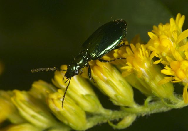 lebia_viridis4794.jpg