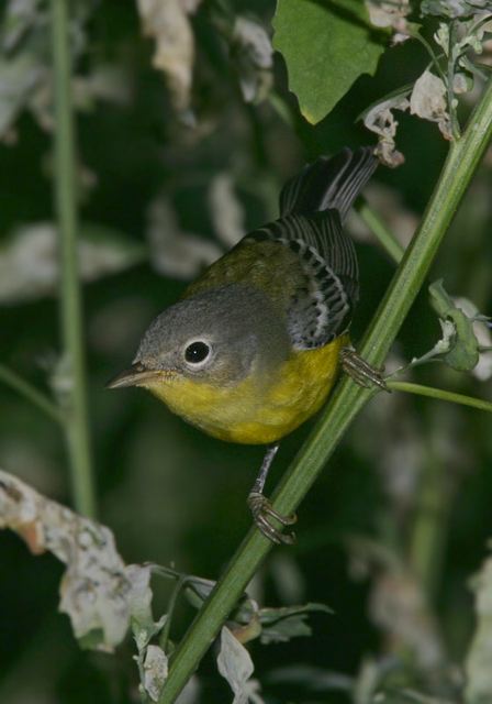 magnolia_warbler4906.jpg