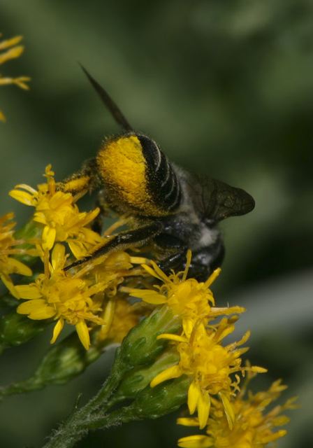 megachile5118.jpg