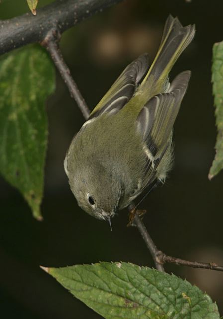 ruby-crowned_kinglet5235.jpg