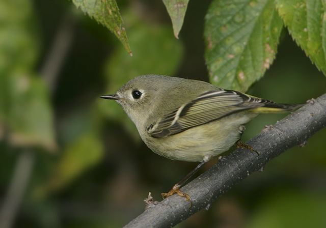 ruby-crowned_kinglet5236.jpg