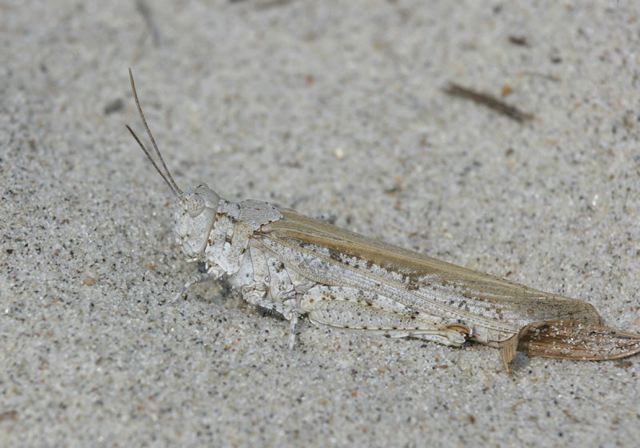 seaside_grasshopper4832.jpg