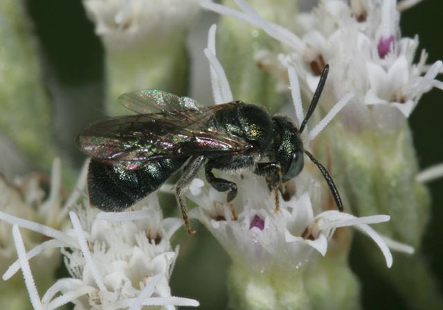 small_carpenter_bee4844.jpg