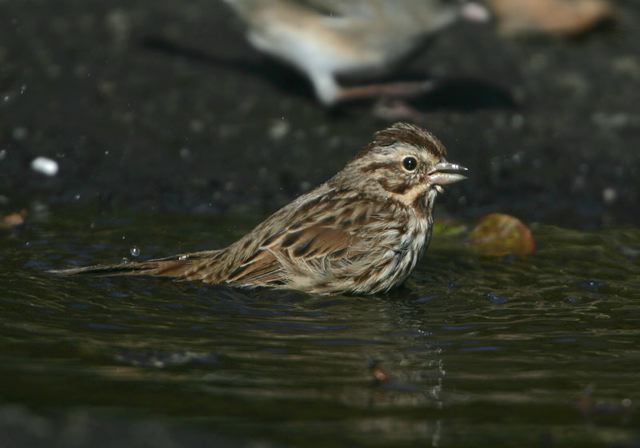 song_sparrow5419.jpg