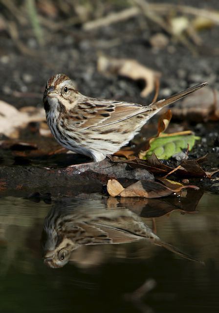 song_sparrow5433.jpg