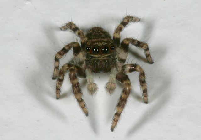 spider_5310.jpg