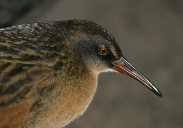 virginia_rail5330.jpg