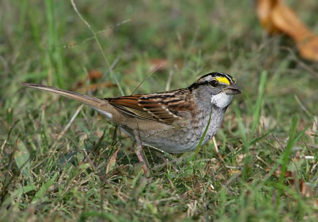 white-throated_sparrow5233.jpg