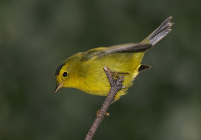 wilson_s_warbler4879.jpg