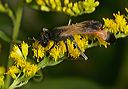 ammophila_pictipennis4800