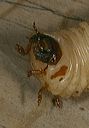 beetle_larva5293