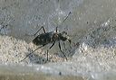 cicindela_repanda4839