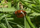 coccinella_septempunc_4a15f