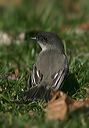 eastern_phoebe5443