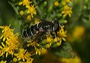 eristalis_dimidiatus_5136