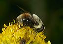 eristalis_flavipes4946