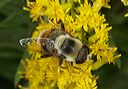 eristalis_flavipes4953