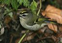 golden-crowned_kinglet5246