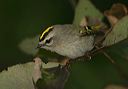 golden-crowned_kinglet5254