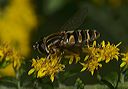 helophilus_fasciatus__4a159