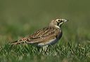 horned_lark5471