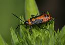 large_milkweed_bug4898